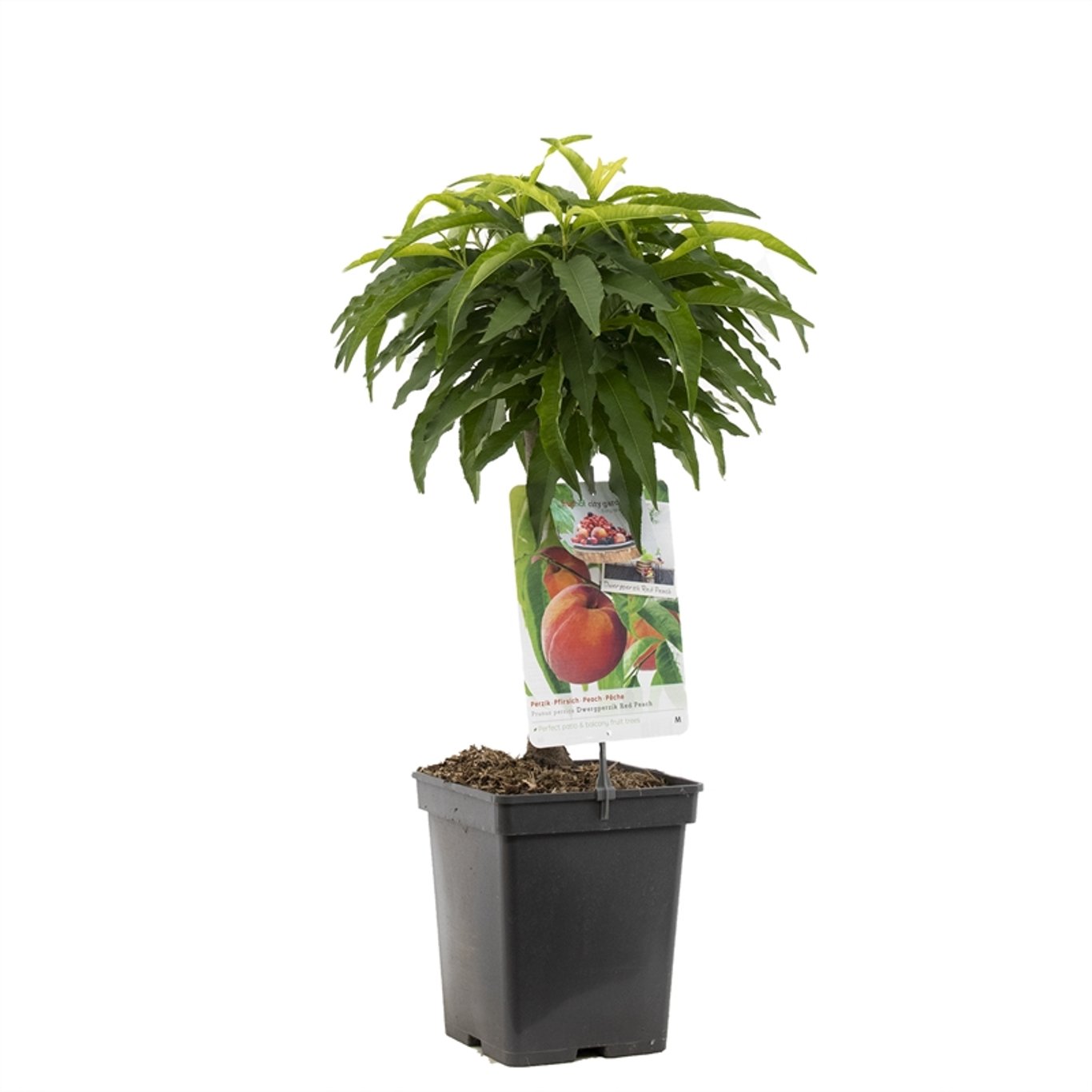 Persika – Prunus persica 'Red Peachy' - C5 60-80 CM Patio